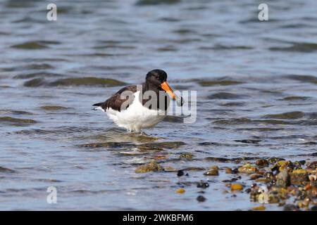 paläarktischer Austernfänger, Eurasischer Austernfänger, gewöhnlicher Rattenfänger, Austernfänger (Haematopus ostralegus), Fütterung einer Meeresschnecke in flacher Wa Stockfoto