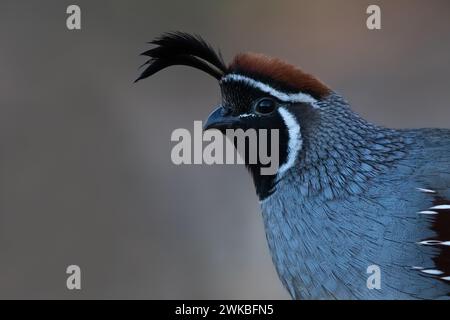 Gambels Wachtel (Callipepla gambelii, Lophortyx gambelii), männlich, Porträt, USA Stockfoto