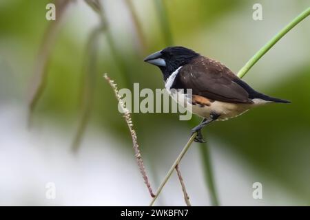 magpie-Mannikin, Magpie-Munia (Lonchura fringilloides, Spermestes fringilloides), männlich auf einem Ast in einem feuchten Strauchwald, Äquatorial GUI Stockfoto