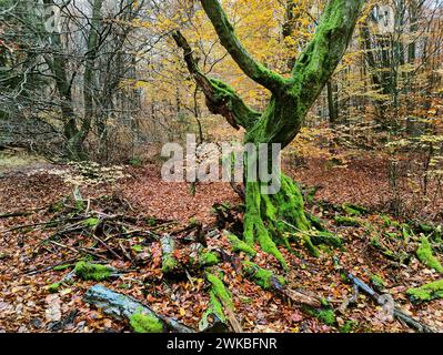 Toter, moosiger Baum im Sababurger Urwald im Herbst, Deutschland, Hessen, Gutsbezirk Reinhardswald Stockfoto