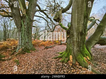 Alte Bäume im Sababurger Urwald im Herbst, Deutschland, Hessen, Gutsbezirk Reinhardswald Stockfoto