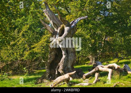 Rotbuche (Fagus sylvatica), toter Baum in Hutewald Halloh, Deutschland, Hessen, Kellerwald Nationalpark, Albertshausen Stockfoto