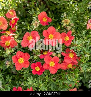 Strauchiges Cinquefoil, gelbe Rose (Potentilla fruticosa 'Marian Red Robin', Potentilla fruticosa Marian Red Robin, Dasiphora fruticosa), rot blühende u Stockfoto