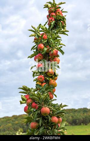 apfel (Malus domestica „Jucunda“, Malus domestica Jucunda), Sorte Jucunda Stockfoto