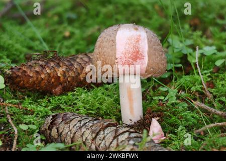 Brauner Holzpilz, rötender Holzpilz (Agaricus silvaticus), unter Fichten mit teilweise entfernter Deckhaut, Deutschland, Mecklenburg-Vorpommern Stockfoto