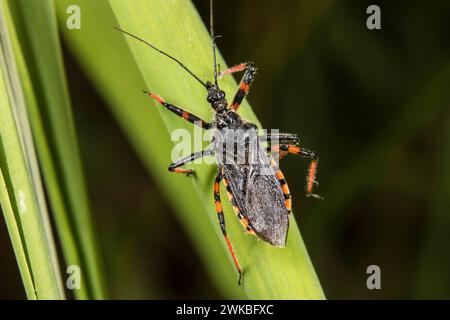 Attentäter (Rhynocoris annulatus, Rhinocoris annulatus), sitzend in einer Pflanze, Deutschland Stockfoto