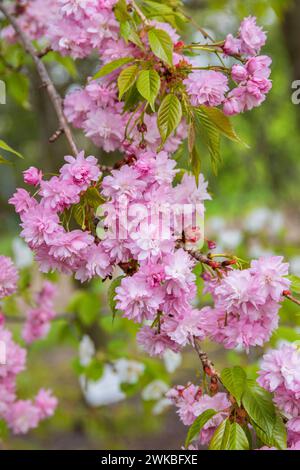 Zierkirschbaum (Prunus 'Kiku-shidare-zakura', Prunus Kiku-shidare-zakura), Sorte Kiku-shidare-zakura, blühender Zweig Stockfoto