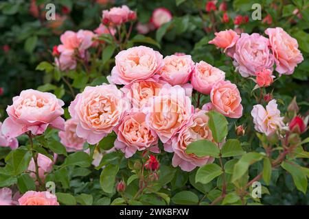 Zierrose (Rosa Marie Curie), Sorte Marie Curie, Europa, Bundesrepublik Deutschland Stockfoto