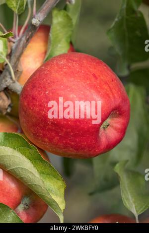 apple (Malus domestica „Pilot“, Malus domestica Pilot), Cultivar Pilot Stockfoto