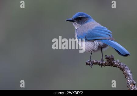 California Scrub-Jay (Aphelocoma californica), Erwachsener auf einer Niederlassung, USA Stockfoto