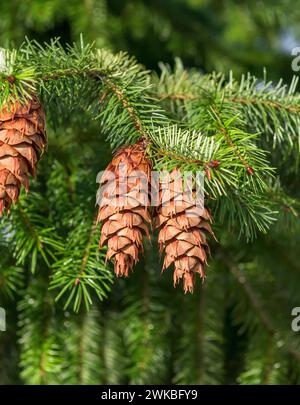 Douglasie, Oregnkiefer (Pseudotsuga menziesii), Kegel auf einem Baum, Europa, Bundesrepublik Deutschland Stockfoto