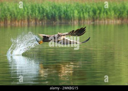 Seeadler (Haliaeetus albicilla), Fang eines Fisches im Flug, Seitenansicht, Deutschland, Mecklenburg-Vorpommern, Malchiner See Stockfoto