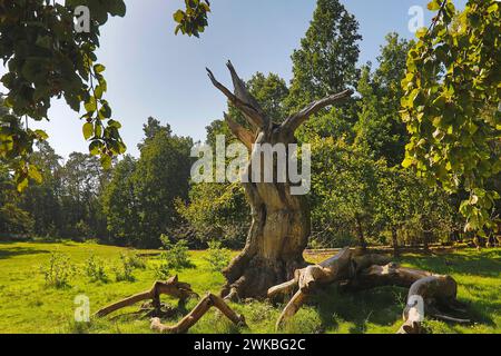 Rotbuche (Fagus sylvatica), toter Baum in Hutewald Halloh, Deutschland, Hessen, Kellerwald Nationalpark, Albertshausen Stockfoto