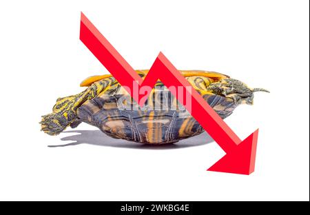 Absteigendes Diagramm mit einer Schildkröte, die Probleme in umgekehrter Position hat. Stockfoto