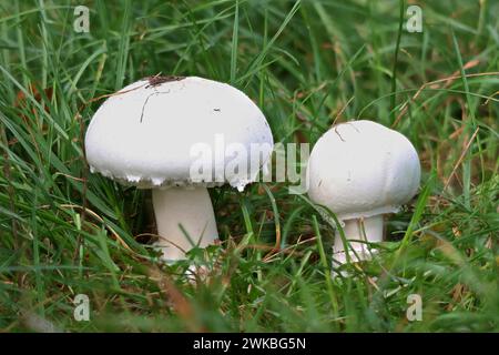 Feldpilz (Agaricus campestris), zwei Wiesenpilze auf einer Wiese, Deutschland, Mecklenburg-Vorpommern Stockfoto