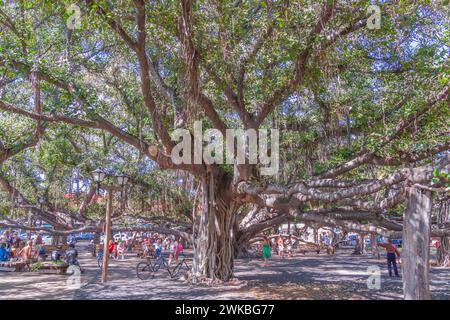 Das Banyan Tree wurde im April 1873 errichtet und markiert den 50. Jahrestag der Christlichen Missionsarbeit in Lahaina. Der Baum wurde aus Indien importiert Stockfoto