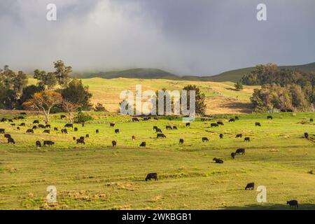 Vieh auf Weiden an den Hängen des Haleakala Vulkan National Park auf Maui in Hawaii. Stockfoto