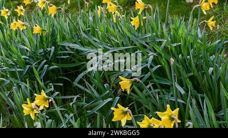 Feld mit blühenden gelben Narzissen im Januar Stockfoto