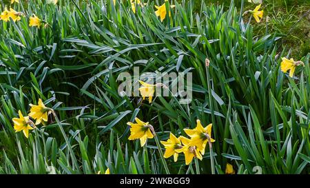 Feld mit blühenden gelben Narzissen im Januar Stockfoto