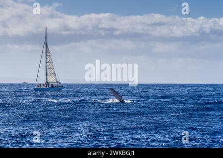 Buckelwale, Megaptera novaeangliae, unterhaltsame Touristen auf Walbeobachtungstouren vor der Küste von Maui in Hawaii. Stockfoto