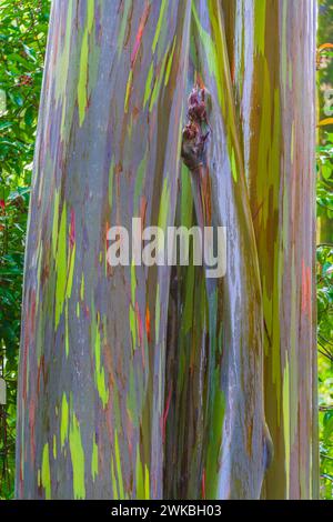 Rainbow Eukalyptusbaum, Eukalyptus deglupta, auf der Straße nach Hana auf der Insel Maui auf Hawaii. Stockfoto