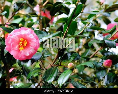 Camellia japonica Faith Variegated Varietät; rosa, rosa und weiße Blütenblätter und gelbe Stamen umgeben von üppig grünen Blättern. Stockfoto