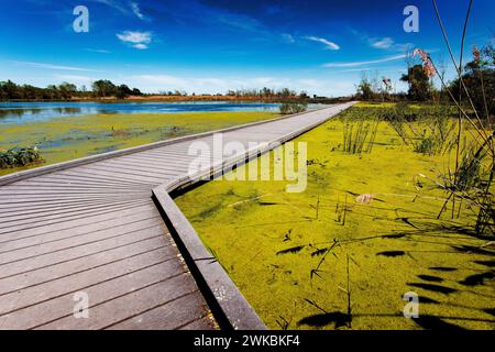 Wunderschöner sonniger Nachmittag auf dem Marsh Boardwalk Stockfoto