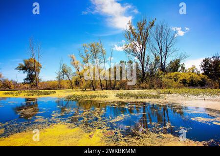 Wunderschöne sonnige Marsh-Szene am Nachmittag Stockfoto