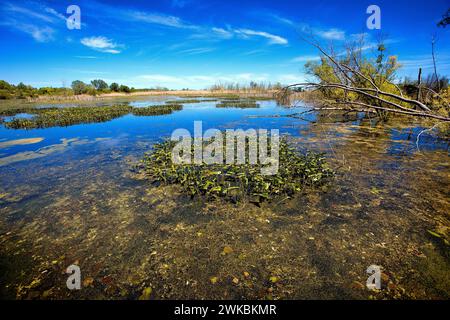 Wunderschöne sonnige Nachmittagsszene am Marsh-Himmel Stockfoto