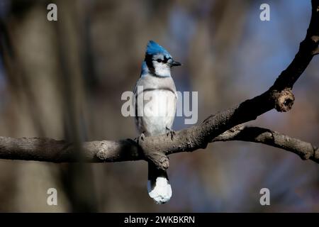 Blue Jay, der auf einem Baumzweig sitzt Stockfoto