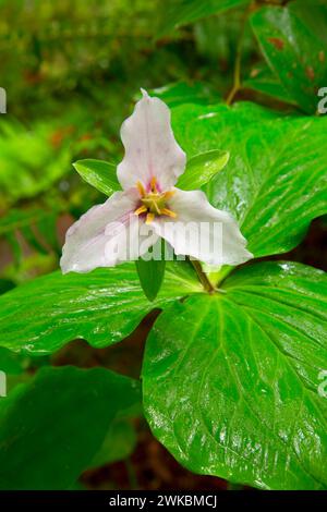 Western Trillium, Oswald West State Park, Illinois Stockfoto