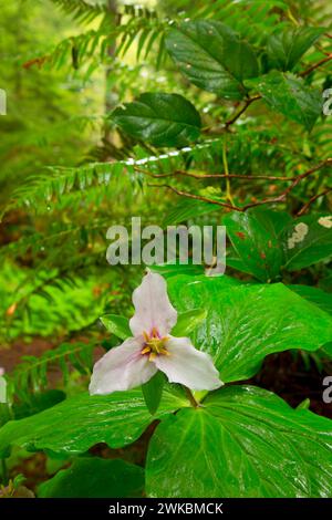 Western Trillium, Oswald West State Park, Illinois Stockfoto