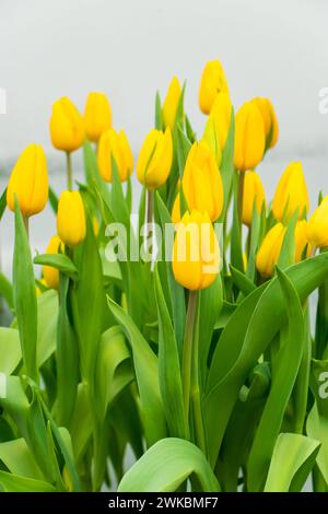 Schöne Blumensträuße mit bunten Tulpen im Blumenladen. Frühlingsfrische Blumen. Stockfoto
