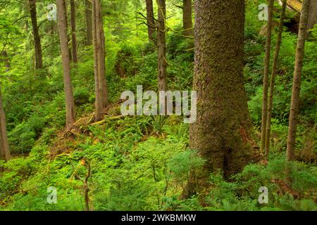 Sitka Fichte (Picea Sitchensis) Wald entlang Oregon Coast Trail, Ecola State Park, Oregon Stockfoto