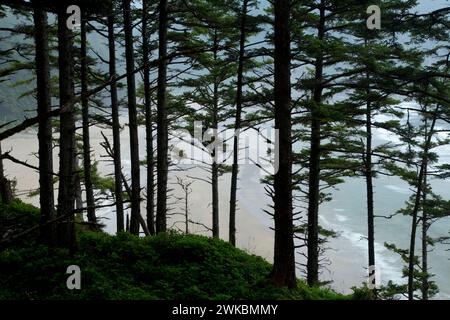 Küstenblick durch Sitka-Fichte (Picea Sitchensis) von Cape Falcon Trail, Oswald West State Park, Oregon Stockfoto