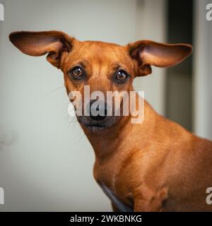 Kleiner brauner gemischter Rassenhund, posiert für die Kamera. Stockfoto