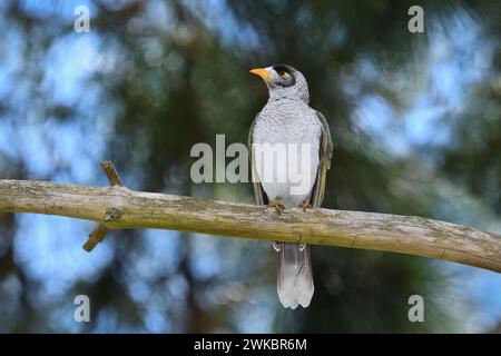 Ein australischer ausgewachsener Noisy Miner-Manorina melanocephala-Vogel, der auf einem Tannenzweig in bunten, sanften Bokeh, Morgenlicht und Kopierraum thront Stockfoto