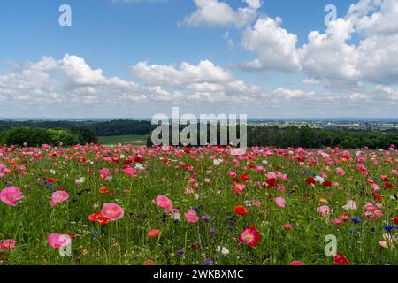 Ein Feld voller farbenfroher Mohnblumen an einem Frühlingstag im ländlichen Lancaster County, Pennsylvania Stockfoto