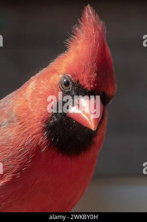 Ein nördlicher Kardinal auf der Terrasse im Hinterhof Stockfoto