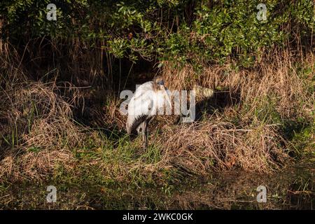 Holzstorch am Ufer des Wassers Stockfoto