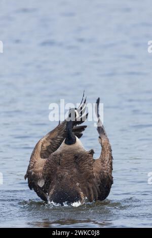 Kanadagans mit flatternden Flügeln Stockfoto