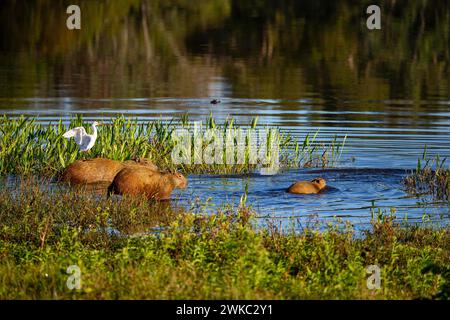 Capybara (Hydrochaeris hydrochaeris) Rinderreiher (Bubulcus ibis) Pantanal Brasilien Stockfoto