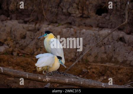 Kappreiher (Pilherodius pileatus) Pantanal Brasilien Stockfoto