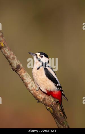 Großspecht (Dendrocopos Major) erwachsener Vogel auf einem Baumzweig, England, Vereinigtes Königreich Stockfoto