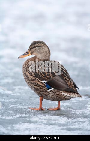 Stockenten-Ente (Anas platyrhynchos) ausgewachsenes weibliches Vogel, das auf einem gefrorenen See steht, England, Vereinigtes Königreich Stockfoto