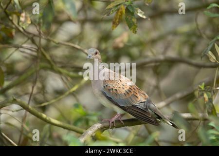 Europäische Schildkrötentaube (Streptopelia turtur) Erwachsener Vogel auf einem Baumzweig, England, Vereinigtes Königreich Stockfoto