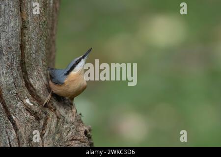 Europäischer Nacktschnecke (Sitta europaea), ausgewachsener Vogel an einem Baumzweig, Wales, Vereinigtes Königreich Stockfoto