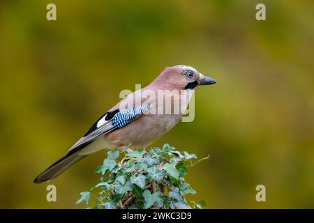 Eurasian jay (Garrulus glandarius) erwachsener Vogel auf einem mit Efeu bedeckten Baumstumpf, England, Vereinigtes Königreich Stockfoto