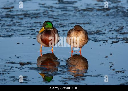 Stockenten (Anas platyrhynchos) ausgewachsene männliche und weibliche Vögel, die auf einem gefrorenen See stehen, England, Vereinigtes Königreich Stockfoto