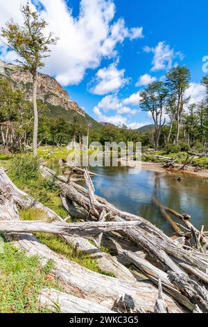 Tote Baumstämme am Ufer des Lasifahaj-Flusses, Feuerland-Insel, Patagonien, Argentinien Stockfoto